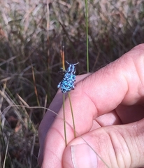 Chrysolopus spectabilis