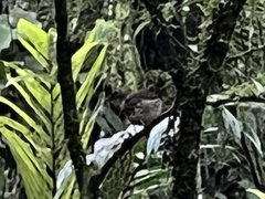 Grallaricula cucullata