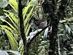 Grallaricula cucullata