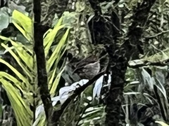 Grallaricula cucullata