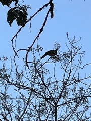 Chamaepetes goudotii