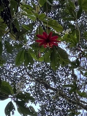 Passiflora antioquiensis