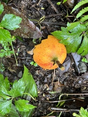 Passiflora ligularis