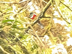 Trogon collaris