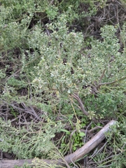 Ozothamnus leptophyllus
