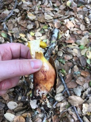 Aureoboletus flaviporus