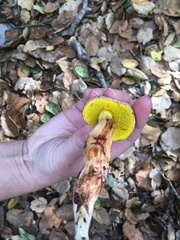 Aureoboletus flaviporus