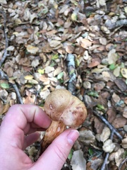 Aureoboletus flaviporus