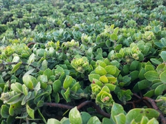 Arctostaphylos imbricata