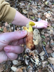 Aureoboletus flaviporus