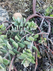Arctostaphylos imbricata