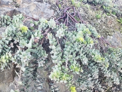 Arctostaphylos imbricata