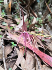 Pleurothallis phalangifera