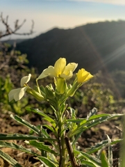 Erysimum franciscanum