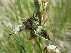 Chloraea magellanica