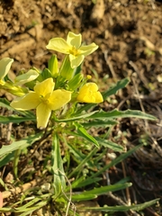 Erysimum franciscanum