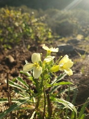 Erysimum franciscanum