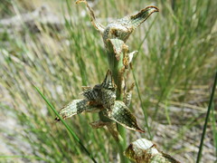Chloraea magellanica