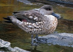 Lophonetta specularioides