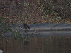 Gallinula chloropus