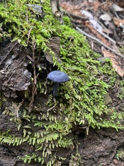 Entoloma serrulatum