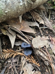 Entoloma serrulatum