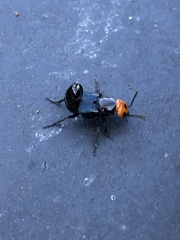 Creophilus erythrocephalus