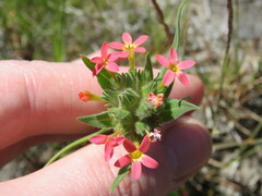 Collomia biflora