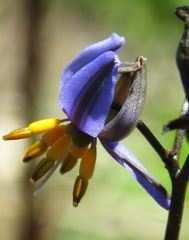 Dianella tasmanica