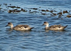 Lophonetta specularioides