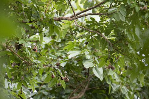 Necklace tree (Ormosia monosperma)