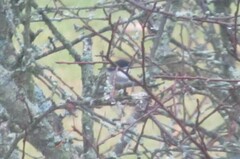 Poecile atricapillus