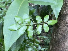 Lygodium reticulatum