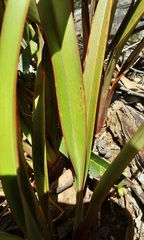 Dianella tasmanica