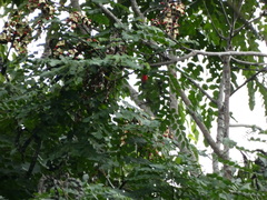 Melanerpes radiolatus