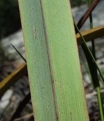 Dianella tasmanica