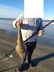 Pseudobatos horkelii