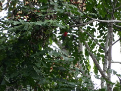 Melanerpes radiolatus