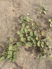 Malvella leprosa