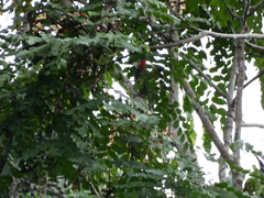 Melanerpes radiolatus