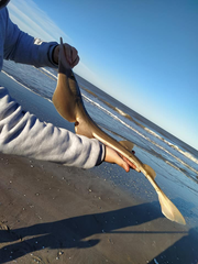 Pseudobatos horkelii