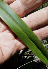 Dianella tasmanica