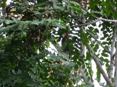 Melanerpes radiolatus