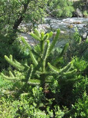 Araucaria araucana