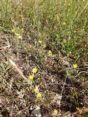 Blackstonia perfoliata
