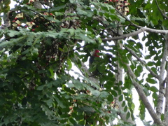 Melanerpes radiolatus