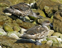 Lophonetta specularioides