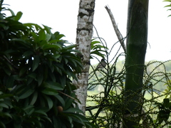 Tyrannus caudifasciatus