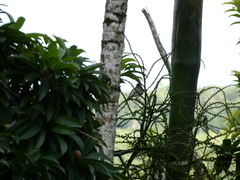 Tyrannus caudifasciatus