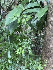 Lygodium reticulatum